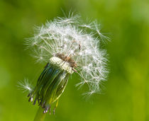 Pusteblume von Helga Sevecke