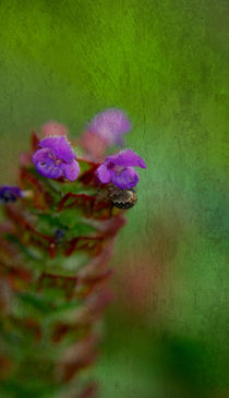 In Hiding. by rosanna zavanaiu