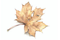 MAPLE LEAF by Karin Russer