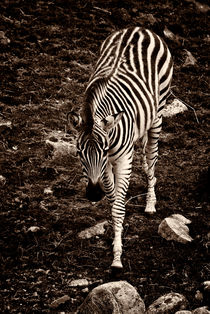 Burchell’s Zebra (Equus burchelli) by studio-toffa