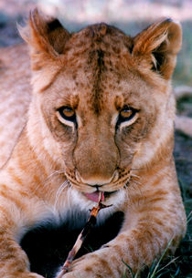 Coy Lion by serenityphotography