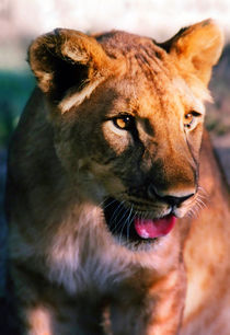 Panting Lion by serenityphotography