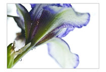 Iris1 von Robert  Perks