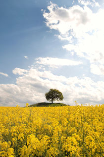 Farben des Frühlings