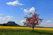 Farben des Frühlings von Wolfgang Dufner