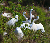 Courtship von Louise Heusinkveld