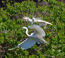 Great Egret in Flight by Louise Heusinkveld