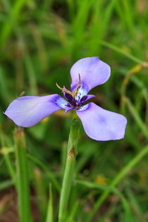 Prairie Nymph von Louise Heusinkveld