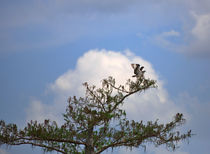 Osprey by Louise Heusinkveld