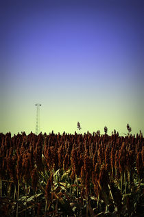 Sorghum Fields Forever  von Trish Mistric