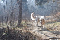 Golden Retriever Dog von bubbleswan