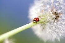 Marienkäfer Pusteblume - Ladybugs Dandelion von Falko Follert