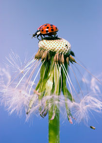 Marienkäfer Pusteblume - Ladybugs Dandelion by Falko Follert