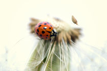 Marienkäfer Pusteblume - Ladybugs Dandelion von Falko Follert