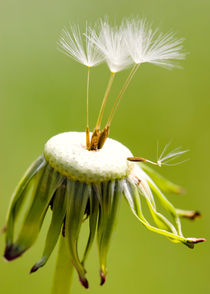 Pusteblume Poster 2012 7 by Falko Follert