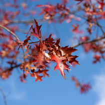 Leaves by Nuno Bernardo