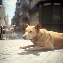 Dog von Nuno Bernardo