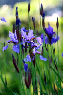 IRIS by Ivonne Wentzler