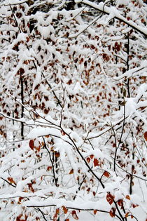 Winter in Bavaria von Bianca Baker