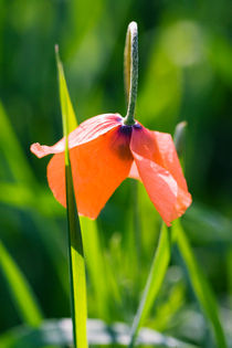 Mohn von Falko Follert