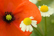 Mohn von Falko Follert