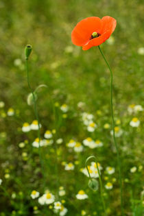 Mohn by Falko Follert