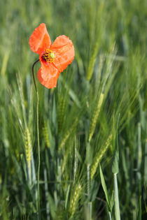 Mohn by Falko Follert