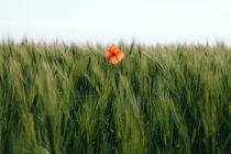 Mohn von Falko Follert