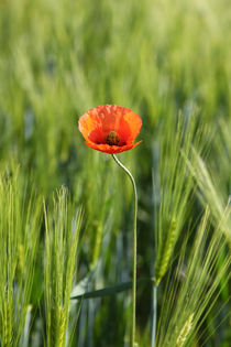 Mohn by Falko Follert