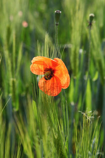 Mohn by Falko Follert