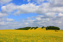 Insel im Raps by Wolfgang Dufner