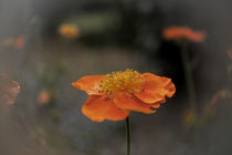 Blüte von Christine Bässler