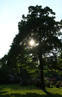 Frühling im Park by Wolfgang Dufner