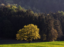 Waldwiese von Wolfgang Dufner