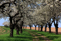 Kirschblüten von Wolfgang Dufner