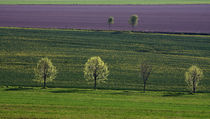 Trees and fieldstrips von Wolfgang Dufner