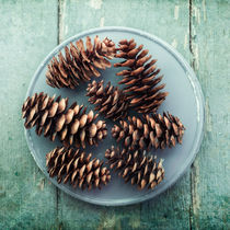 pine cones von Priska  Wettstein