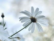 im Gegenlicht by Rosina Schneider