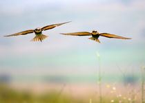 Bee Eaters in flight by Cliff  Norton