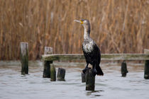 Cormorant  von Cliff  Norton