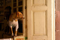 CURIOUS POOCH San Miguel de Allende Mexcio von John Mitchell