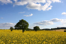 Frühling von Wolfgang Dufner