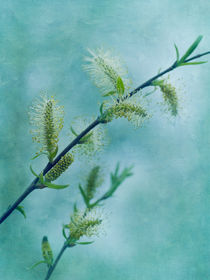 willow catkins von Priska  Wettstein