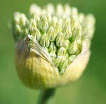 Giant Allium von Mary Lane