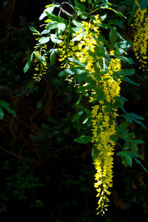 Flowers on Peacock Island von Bianca Baker