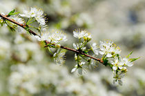 Cherry Tree Branch by Mary Lane