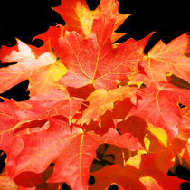 Colorful Fall Leaves by Mary Lane