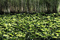 Lily Pond by Mary Lane