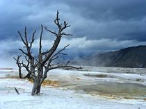 Wasteland von Mary Lane