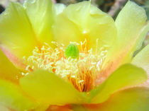 Yellow Prickly Pear by Mary Lane